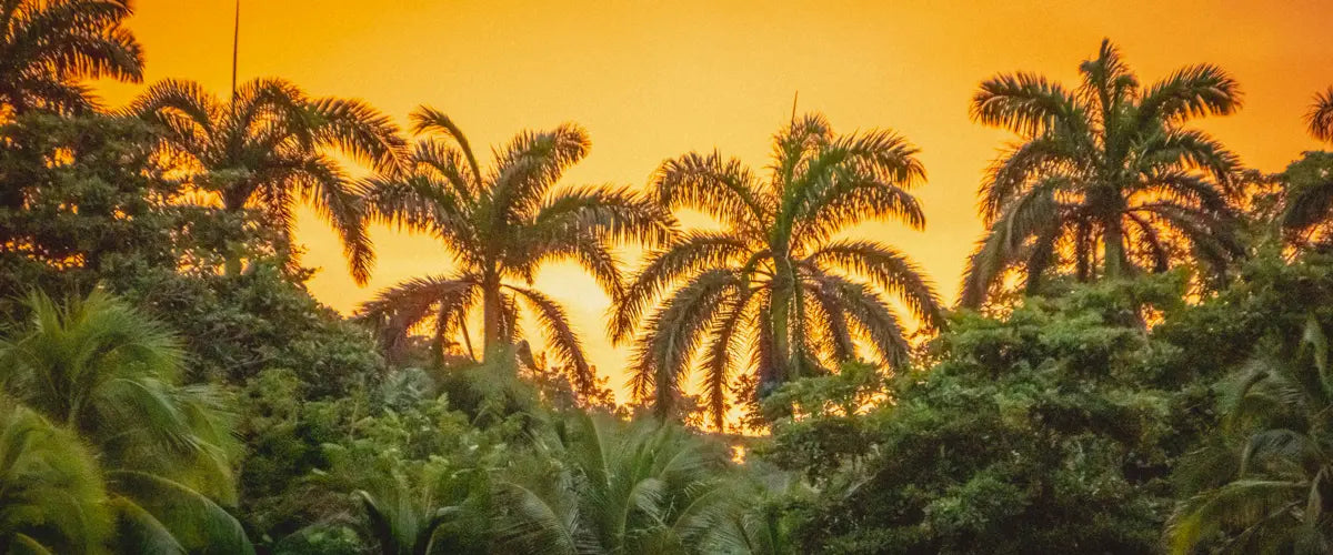 Sunset behind palm trees in Jamaica