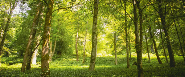 Sunlight hitting trees in a green woodland in Somerset, England