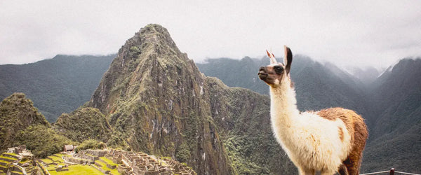 A llama standing in front of the Andes Mountains and Machu Picchu, Peru