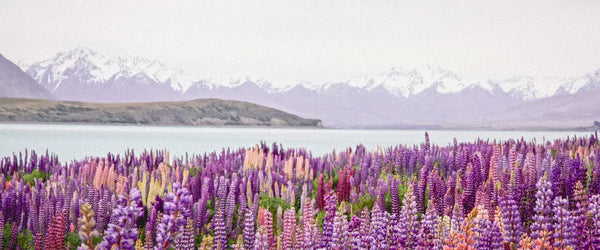 Flowers blooming along the shoreline of Lake Tekapo in New Zealand.