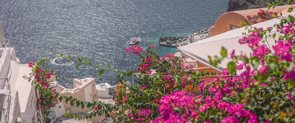 A downward shot overlooking the flowers and sea around Santorini, Greece