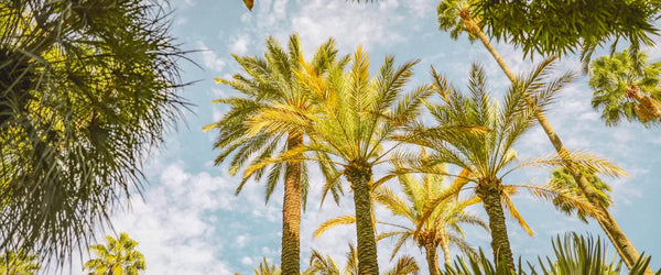 Palm trees in Marrakech, Morrocco