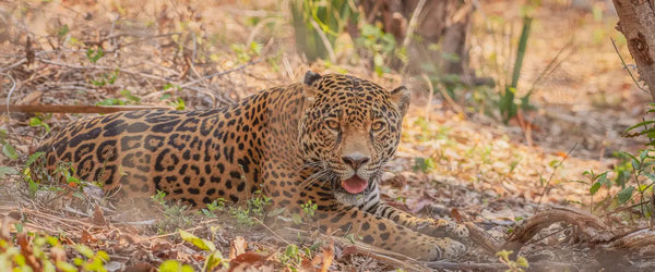 A leopard lying in the grass in Mexico