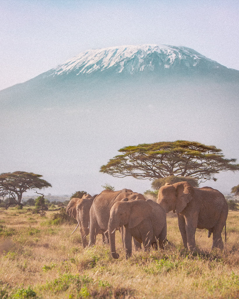 Buy a travel eSIM for Tanzania