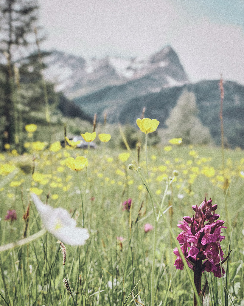 Buy a travel eSIM for Austria