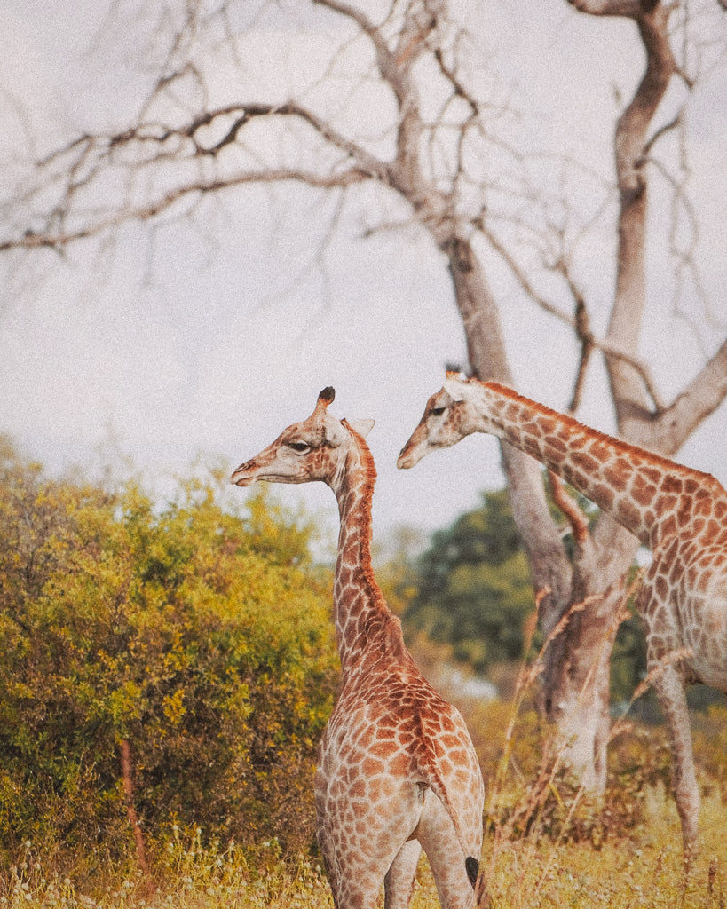 Buy a travel eSIM for Botswana