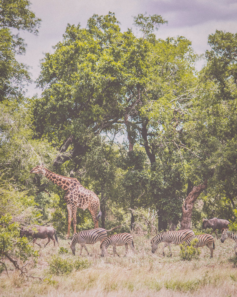 Buy a travel eSIM for Central African Republic