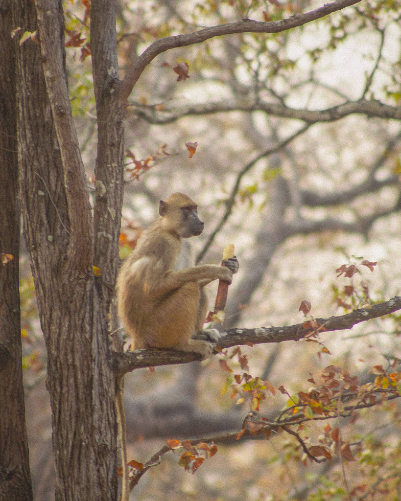 Buy a travel eSIM for Malawi