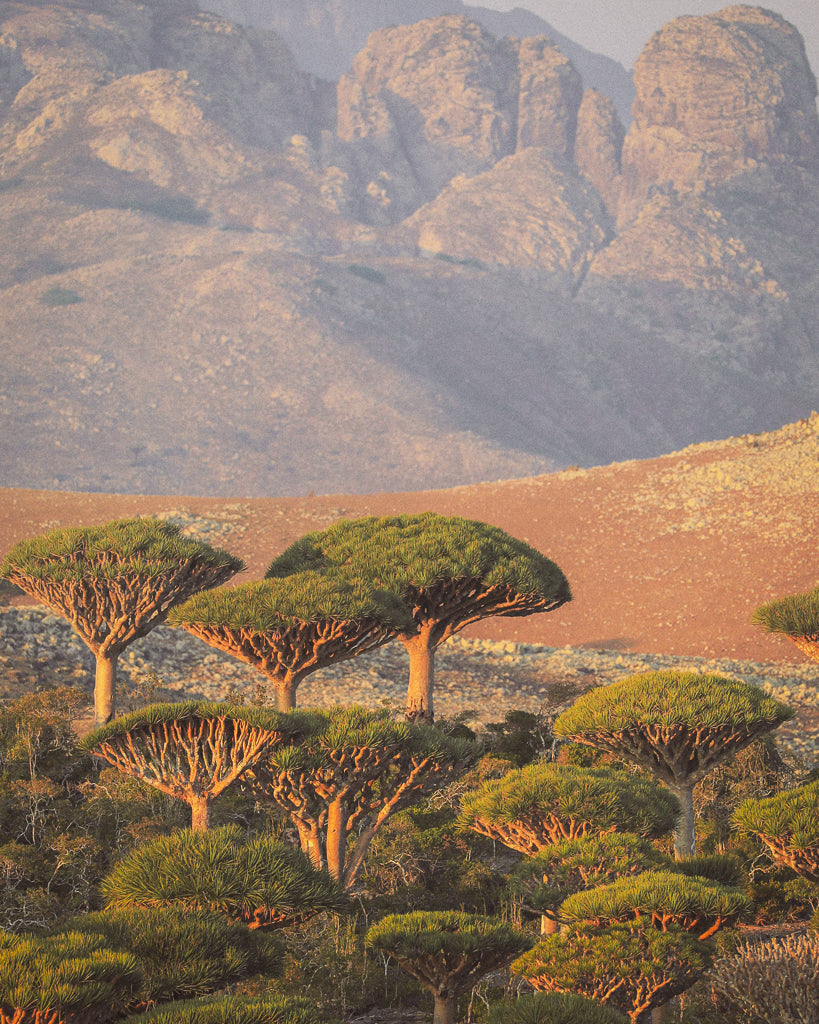 Buy a travel eSIM for Yemen