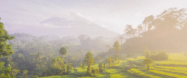 The Jatiluwih Rice Terraces in Bali, Indonesia