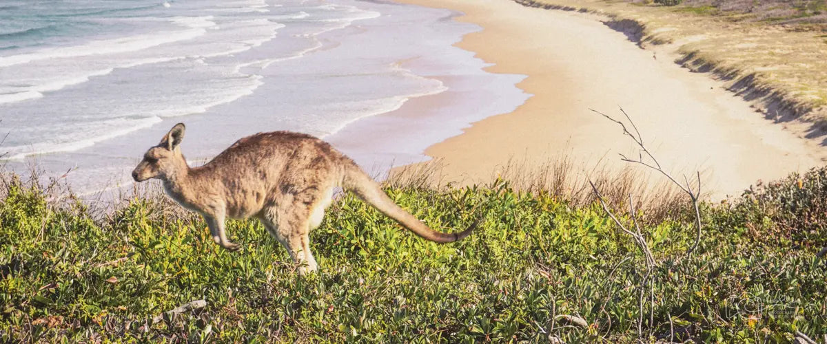 A kangaroo jumping through grass with an Australian beach in the background