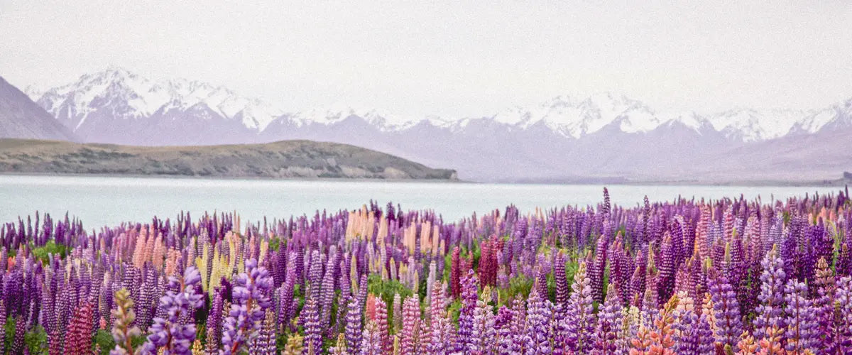Flowers blooming along the shoreline of Lake Tekapo in New Zealand.