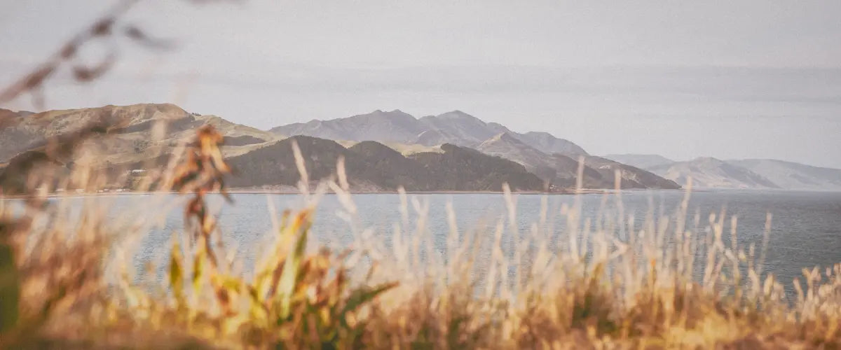 A scenic view of Castlepoint Beach in New Zealand.