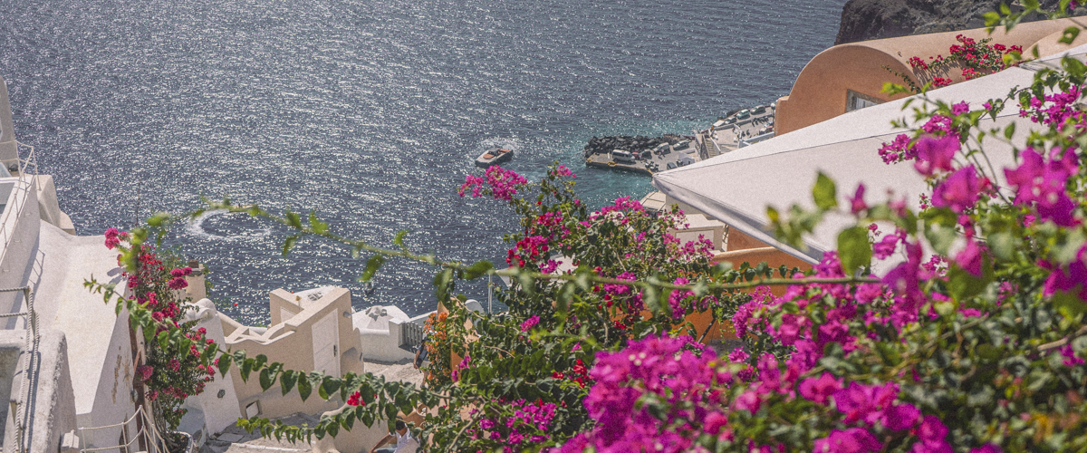A downward shot overlooking the flowers and sea around Santorini, Greece
