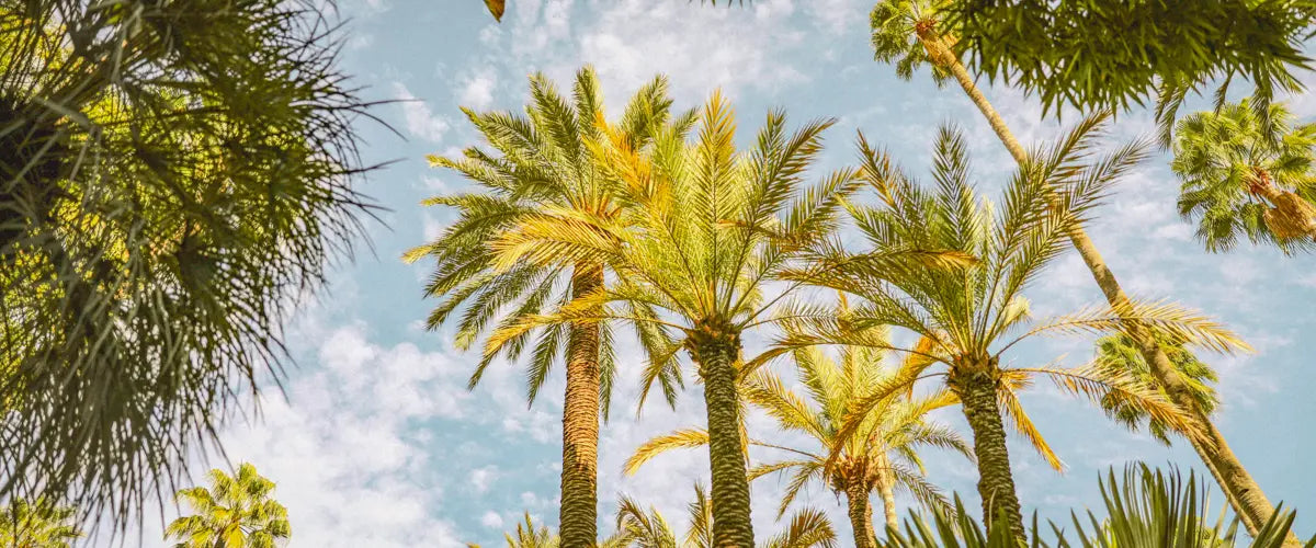 Palm trees in Marrakech, Morrocco