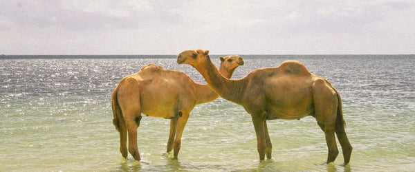 Two camels on a beach in Mombasa, Kenya