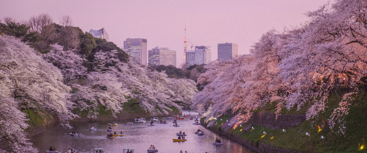 When is the Best Time to Go to Japan: A Seasonal Guide