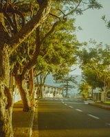 empty tree lined road in Paramaribo, Suriname, promoting SIMOVO eSIM