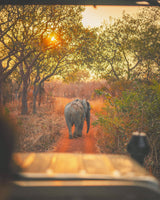 Elephant on the dusty red dirt road in Ghana, promoting SIMOVO eSIM
