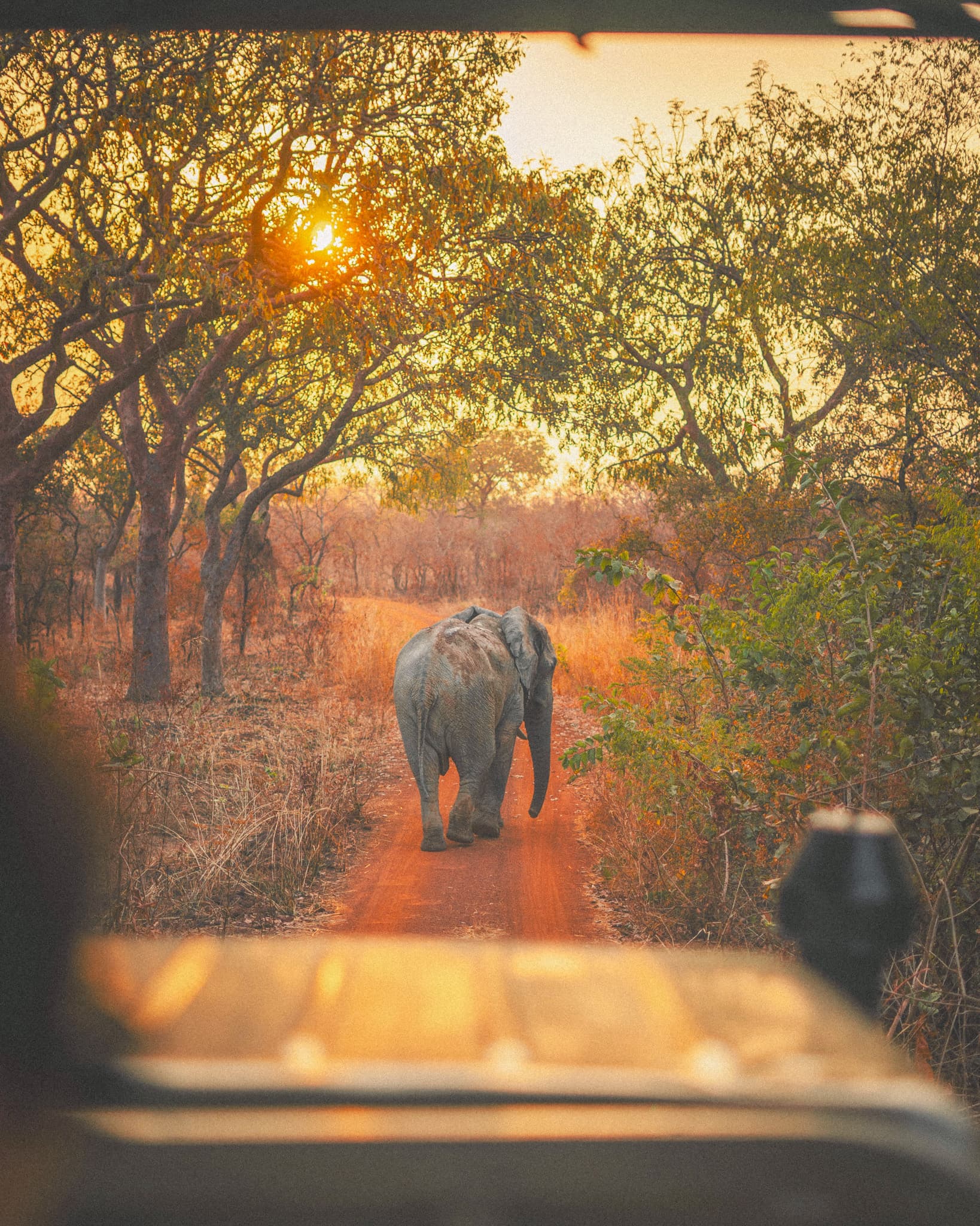 Elephant on the dusty red dirt road in Ghana, promoting SIMOVO eSIM