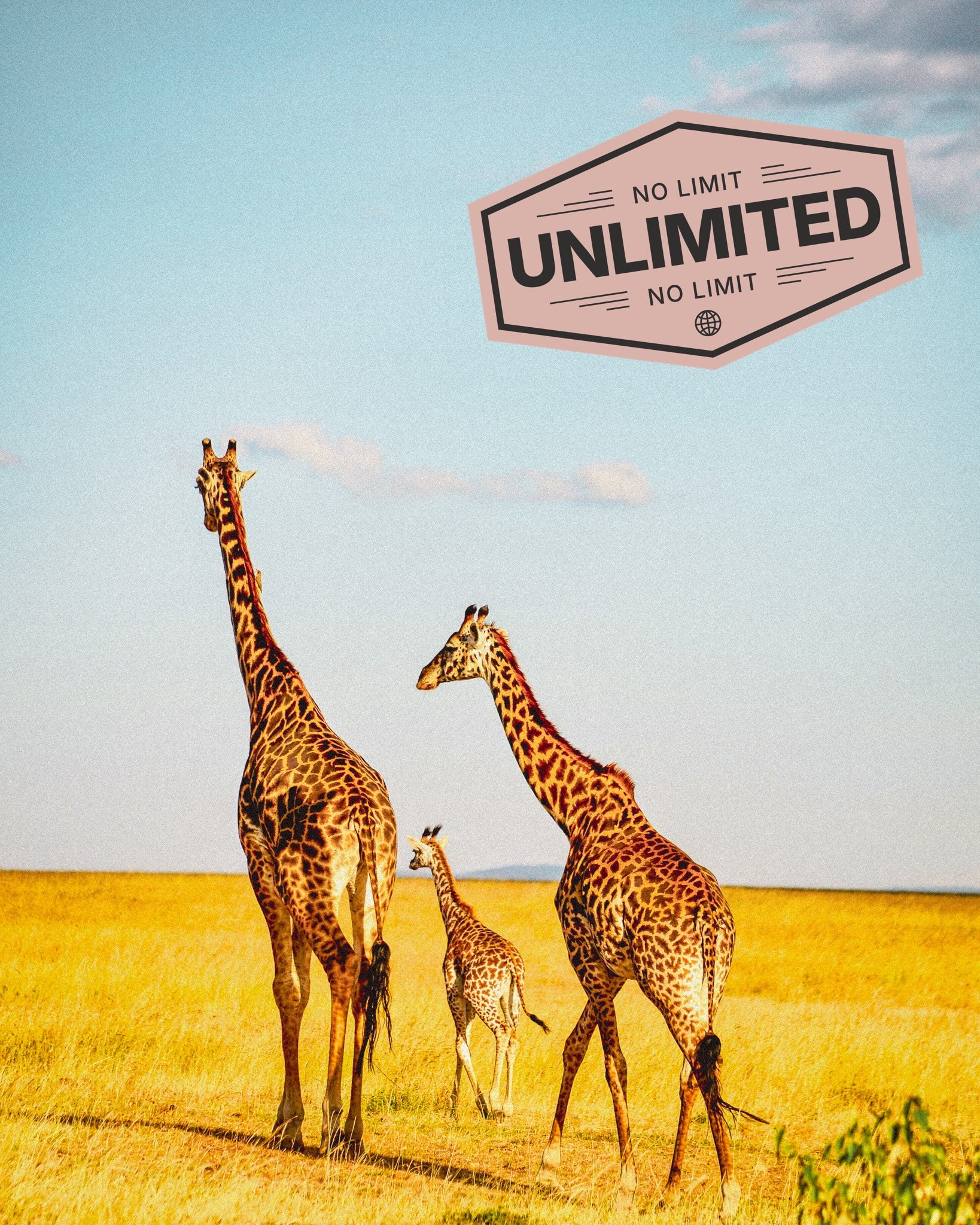 Giraffes in Kenya, promoting esim unlimited data service 