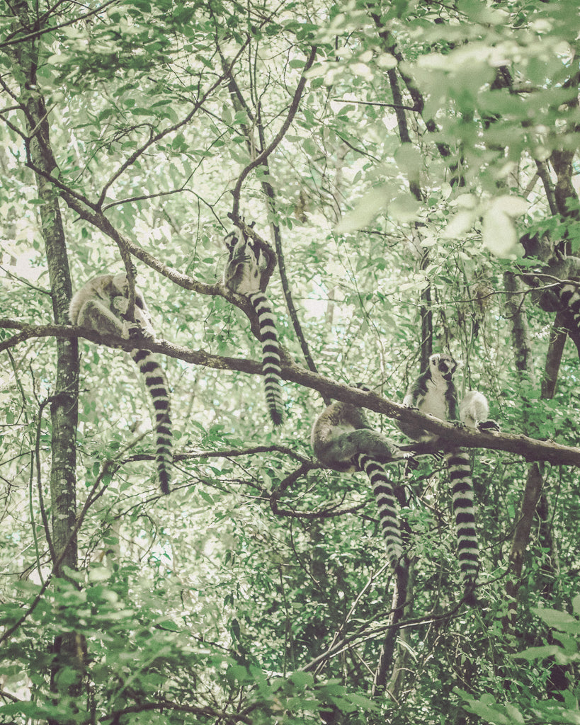 Buy a travel eSIM for Madagascar