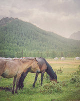 Buy a travel eSIM for Mongolia