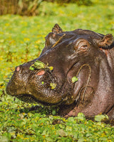 eSIM pour la République démocratique du Congo 