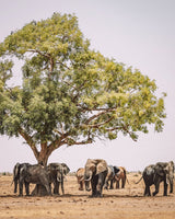 Buy a travel eSIM for Zambia