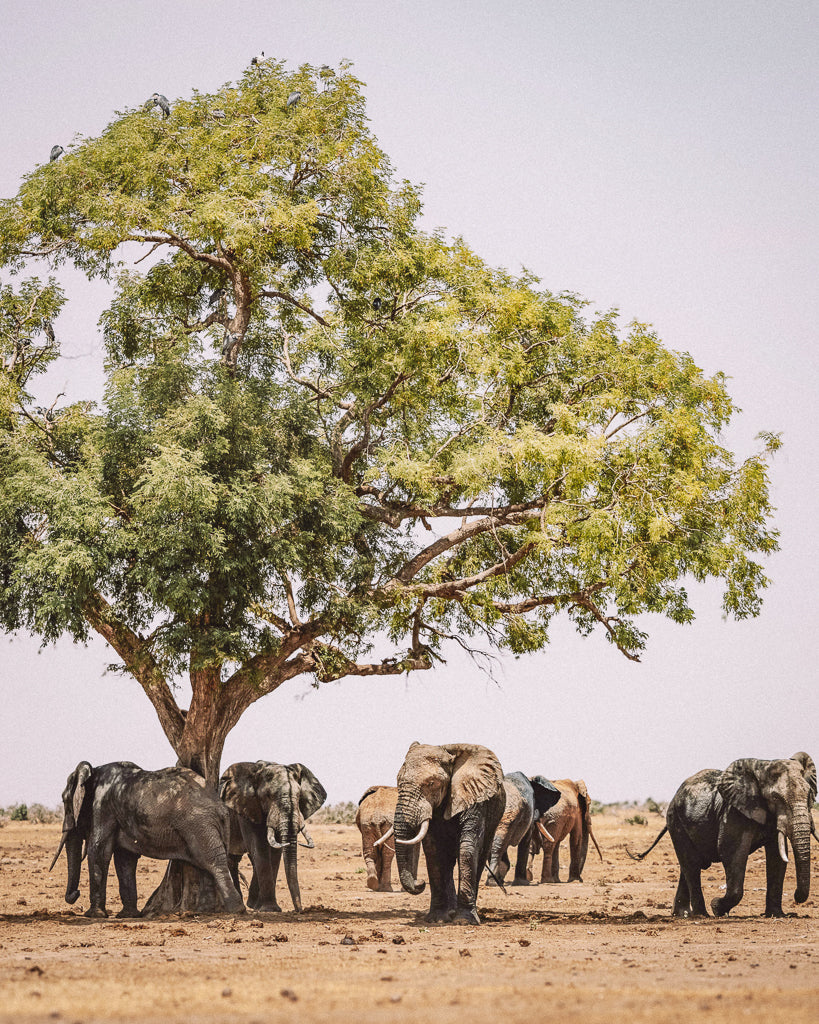 Buy a travel eSIM for Zambia